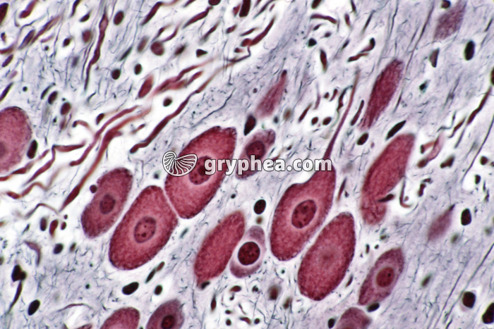 Neurones du bulbe rachidien de Rat x170 - gryphea.org